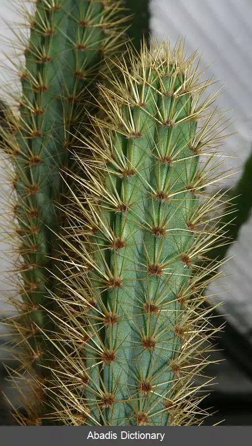 عکس اسپندار جزیره ای