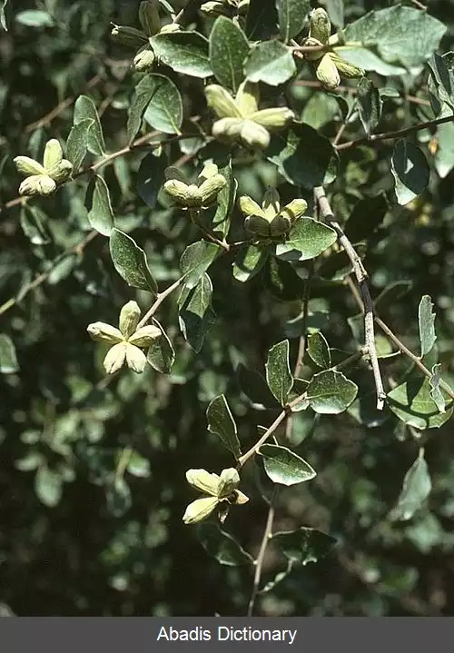 عکس درخت صابون