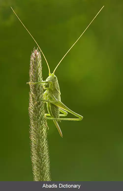 عکس جیرجیرک بزرگ بوته ای سبز