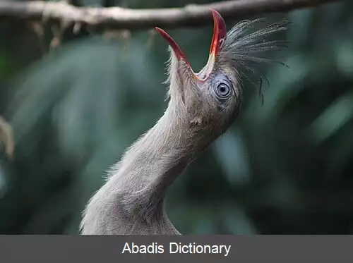 عکس کاکل پیشانی پاسرخ