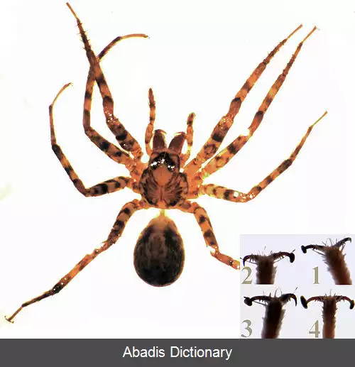 عکس عنکبوت های گریزان