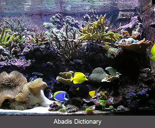 عکس فهرست گونه های ماهیان آکواریومی دریایی