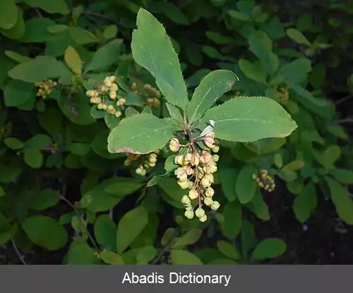 عکس زرشک آمور