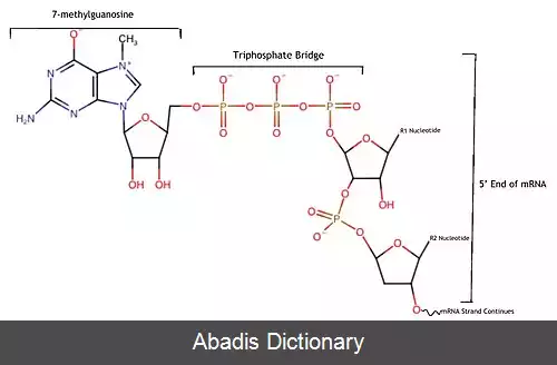 عکس مجموعه کلاهک برداری