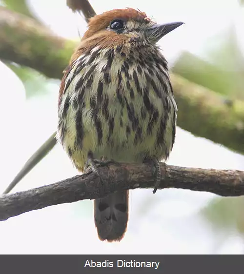 عکس راهبچه نیزه دار
