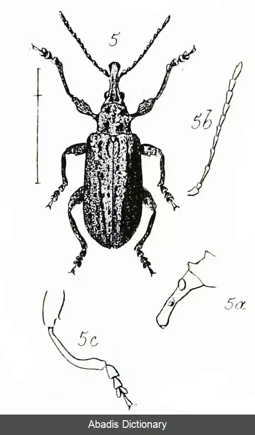 عکس سوسکچه های نخستین سیروتیفوس