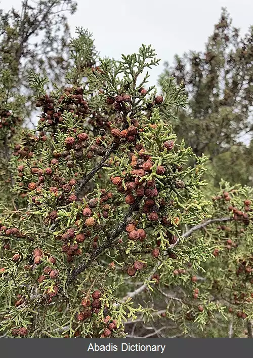 عکس ارس سرخ گیله