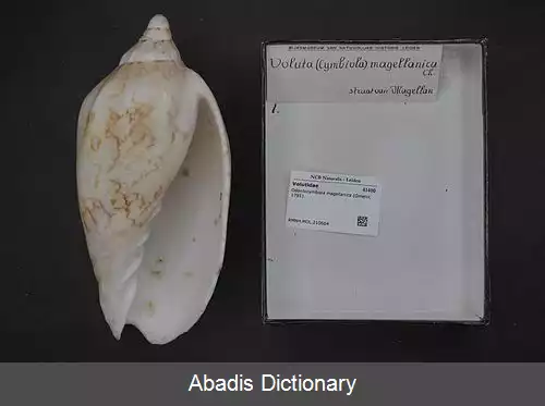 عکس زورقک دندانه دار ماژلان