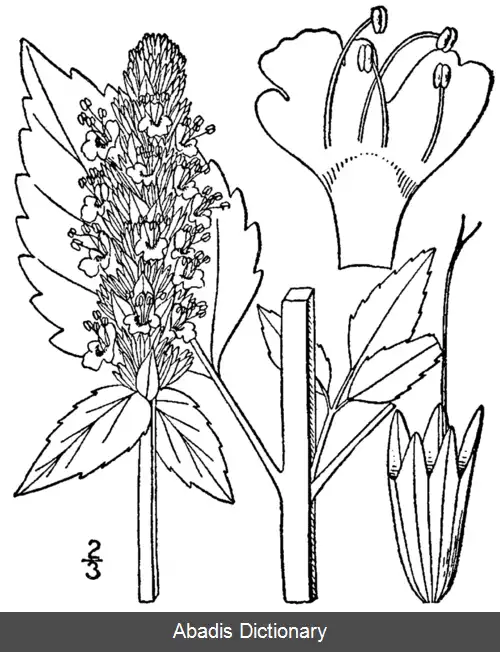 عکس زوفای بزرگ زرد