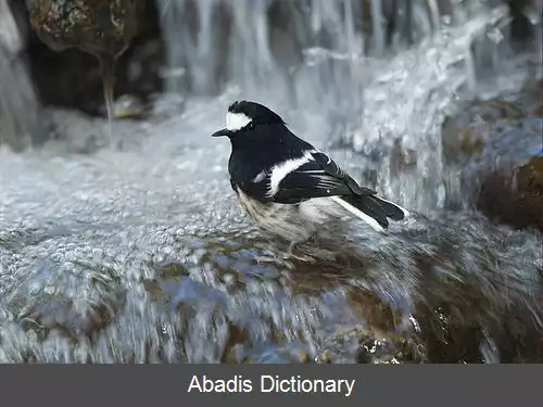 عکس دم چنگالی