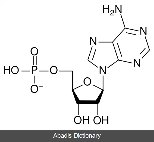 عکس آدنوزین منوفسفات