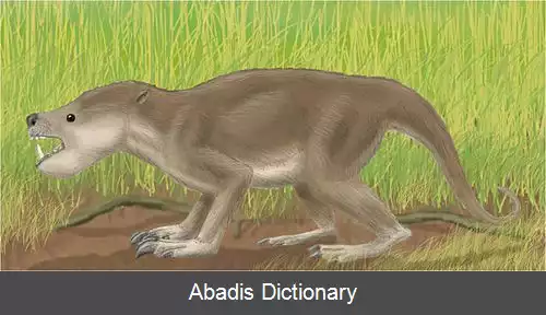 عکس طوطی دد