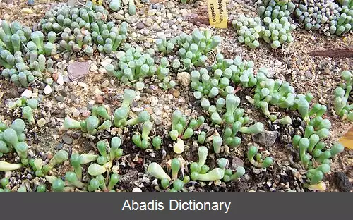 عکس فنستراریا