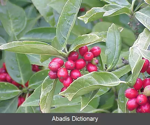عکس آکوبا (سرده)