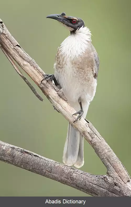عکس راهب مرغ پرسروصدا