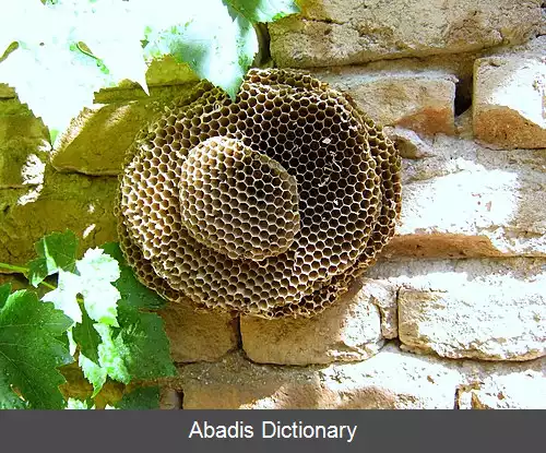 عکس زنبورهای زرد