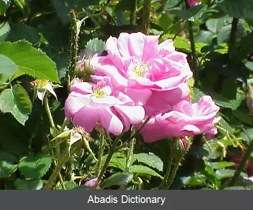 عکس رز موس