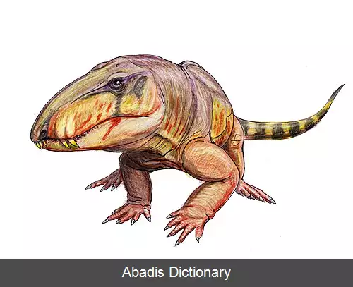 عکس استرئوفالودون