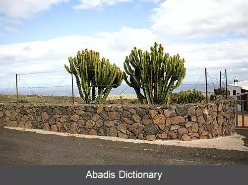 عکس فرفیون حبشی