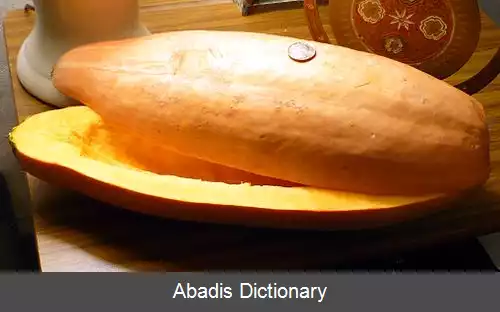 عکس کدو تنبل بزرگ