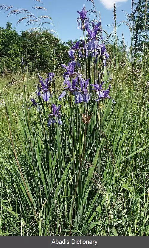 عکس زنبق های سیبریایی