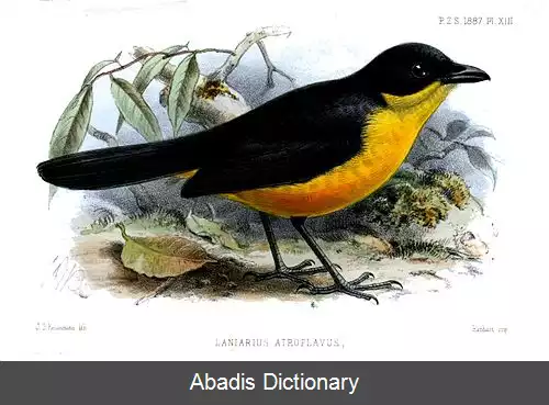 عکس زنگ آوای سینه زرد