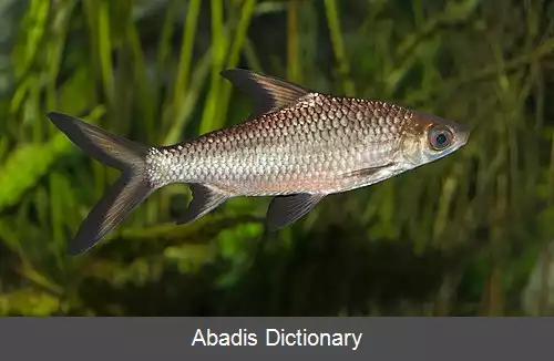عکس کوسه نقره ای