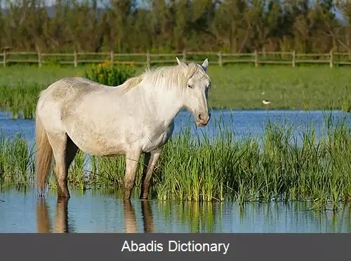 عکس اسب کامارگ