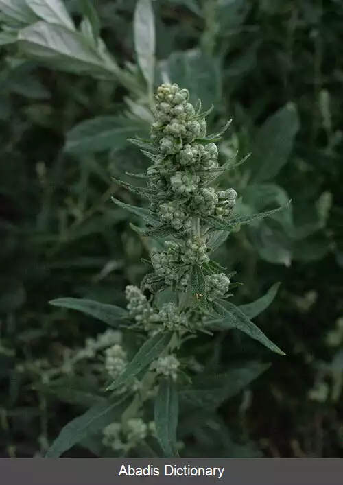 عکس درمنه کالیفرنیایی
