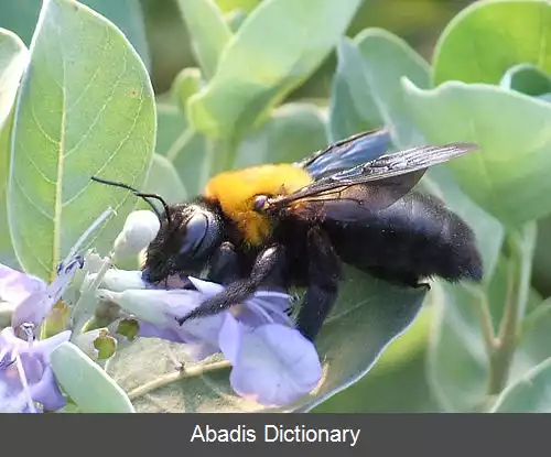 عکس زنبور درودگر آویزه دار