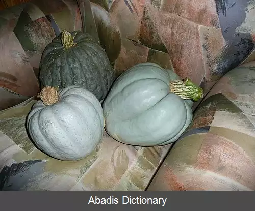 عکس کدو تنبل آبی