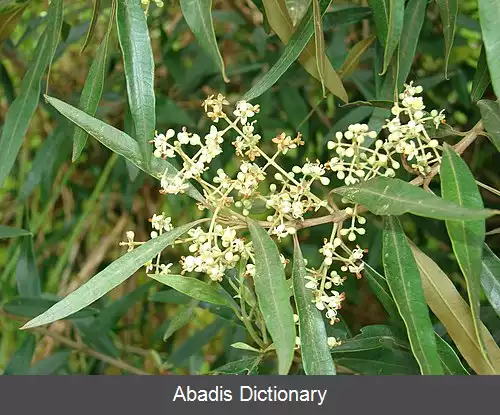 عکس زیتون زنگی