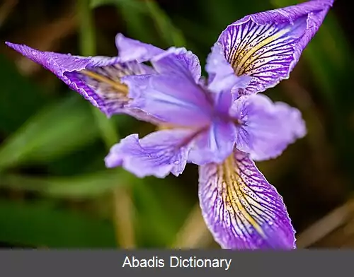 عکس زنبق زبربرگ