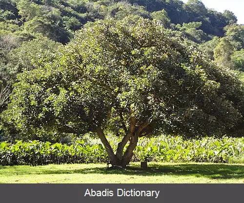 عکس فردوسی ساحلی