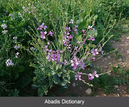 عکس کلمو (گوگوش)