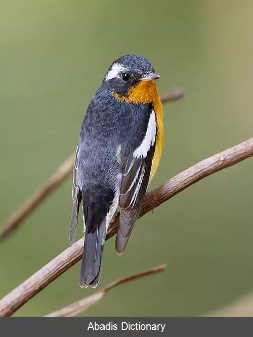 عکس انجیرخورک ها