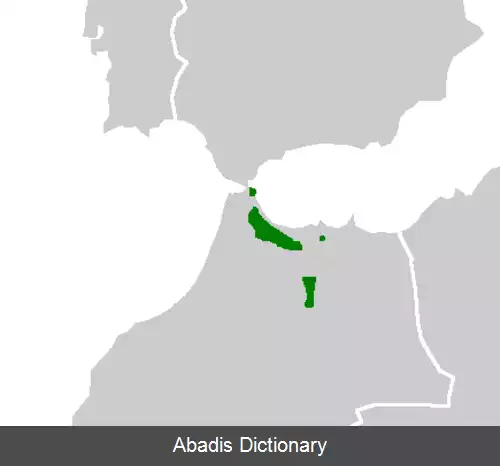 عکس وزغ مامای مراکشی