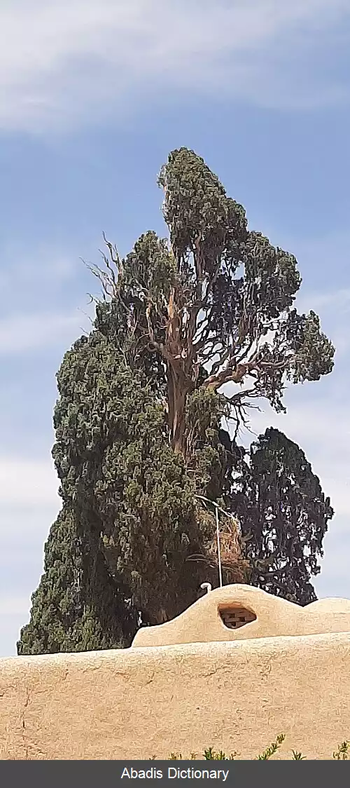 عکس سرو کهنسال چم