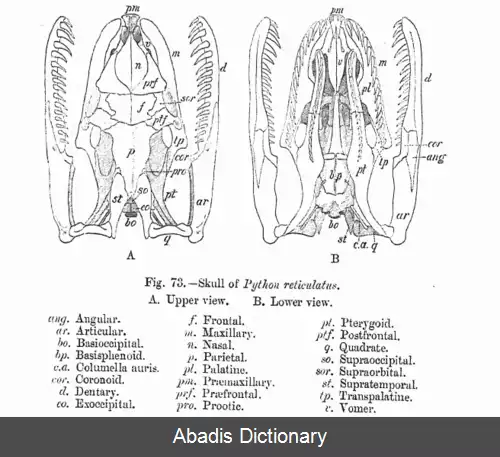 عکس استخوان بندی مار