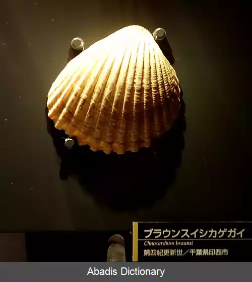 عکس کلینوکاردیوم