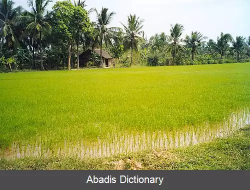 عکس استان بن تره