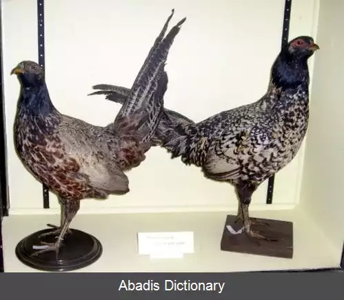 عکس دورگه پرندگان شکارشونده