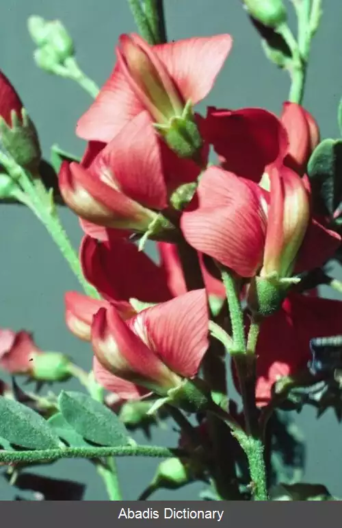 عکس دغدغک بوته ای (سرده)