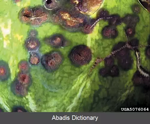 عکس زغالک کدوئیان