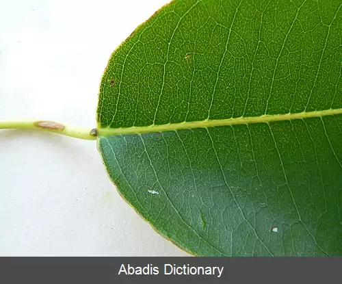 عکس سیبچه مرگ