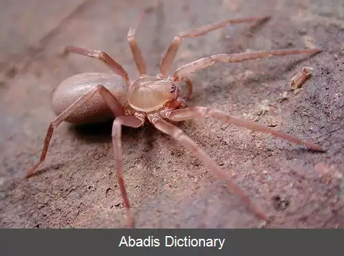 عکس عنکبوت های عنابی