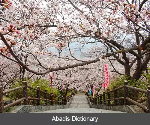 عکس فوجیکاوا یاماناشی