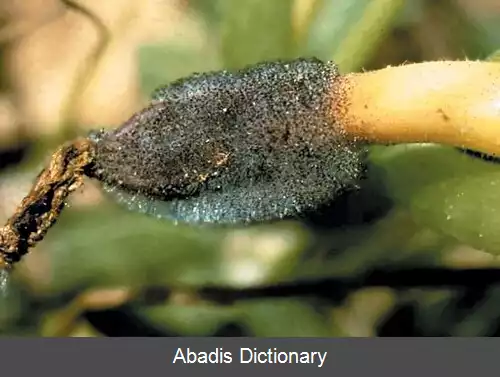 عکس قیفک دار