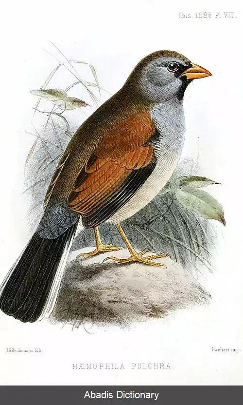 عکس سهره اینکا