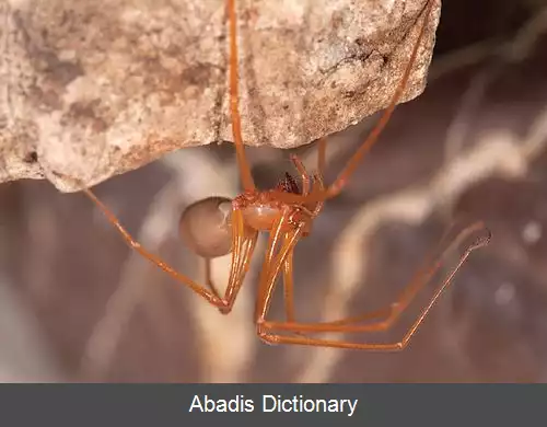 عکس عنکبوت های غارنشین درنده